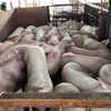 Nearly 4,000 pigs injected with sedative found in HCM City