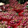 Long An aims to up dragon fruit exports