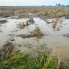 Early flooding damages Long An agriculture