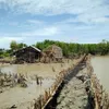 Landslides plague seaside areas in Kien Giang province