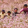 Dong Van buckwheat flower festival to attract tourists