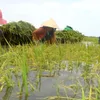 Alternative crops for farmers in flood-stricken areas