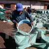 Brazil to import robusta coffee from Vietnam