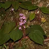 New plant species discovered in Vietnam