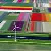 Dutch agricultural experience