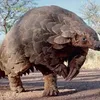 Products from endangered pangolins have no medical benefits