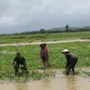 Farmers in Quang Nam cope with loss of land