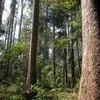 Effort to manage forest exploitation