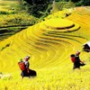 Sapa mid-autumn festival opens Sept. 2