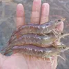 Brackrish shrimp farming reaches 3 year high