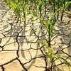 Climate change threatens food security