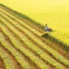 New agricultural production models in Mekong Delta