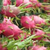 Australia to open its doors to Vietnamese dragon fruit