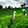 Solving trouble brewing in the Vietnam tea industry