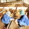 Measures to prevent bird flu outbreak