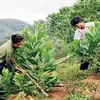 New measures for effective afforestation required