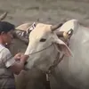 Oxen race in An Giang on National Day