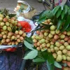 Lychee brought highest recorded revenue for Bac Giang province