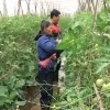 VietGap persimmons have higher value