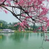 First ever cherry blossom festival in Dalat