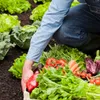 Quality certification needed for organic farm produce