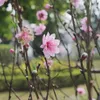 Peach blossom festival in Lang Son