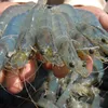 Shrimp exports to South Korea subject to examinations