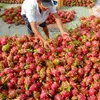 Vegetables export increased 44% in 6 months