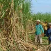 Improvements in competitiveness of sugarcane industry needed