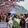 Quang Ninh to host Cherry Blossom – Ochna Flower Festival