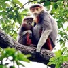 Endangered primates spotted in Quang Nam