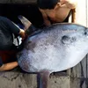 Strange fish caught in Hue