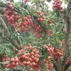 Lychee harvest season causes concerns