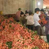 Bac Giang exports nearly 350 tonnes of lychees by air freight