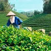 Efforts in maintaining tea export markets