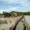 Kien Giang loses 500 hectares of protection forests