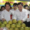 Phu Tho province holds fair to promote Doan Hung pomelos