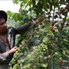 Dak Nong to host Vietnam Coffee Day in December