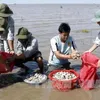 Mekong clam farmers develop sustainable value chains