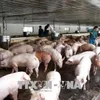 Ministry takes steps to prevent entry of African Swine Flu