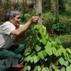 Pepper prices will struggle to recover this year: MARD