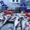 Tra fish exports likely to hit 2.1 billion USD this year