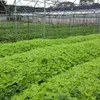 Enting land to grow vegetables