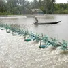 Tra Vinh farmers grow mangrove forests to breed shrimp