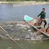 Dong Thap catfish farms near annual target