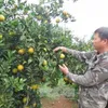 Hoa Binh promotes local fruit, farm produce