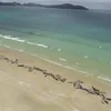 145 whales die after mass stranding in New Zealand