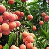 Labeled Thanh Ha lychees to boost sales