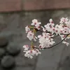 Japan: cherry blossoms bloom in the fall