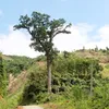 Vietnam introduces ancient Lim forest